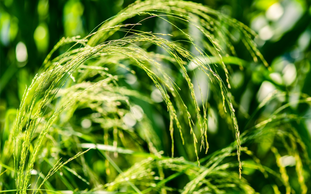 Ethiopia’s Gluten-Free Grain Is The World’s Next ‘Super-Food’
