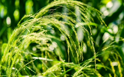 Ethiopia’s Gluten-Free Grain Is The World’s Next ‘Super-Food’